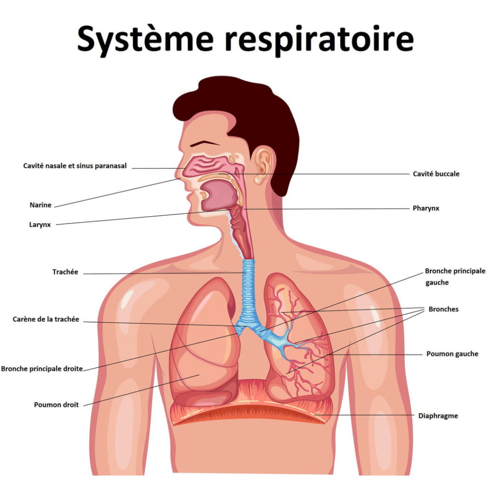 Comprendre la Respiration – Association Française du Syndrome d'Ondine
